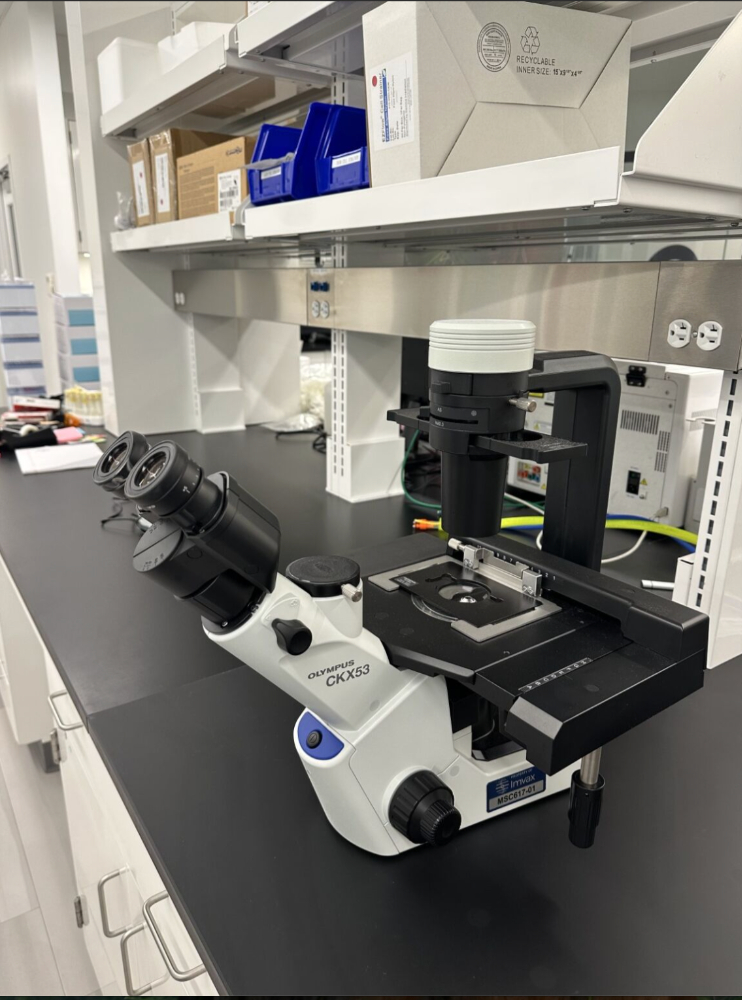 Image of Olympus CKX53 Inverted Microscope